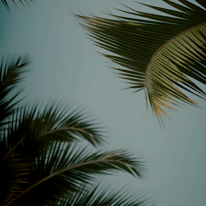 葉山さゆり无码影片
